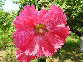 錦葵,花,開花