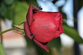 玫瑰,紅色,花