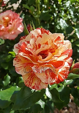 鮮花,玫瑰,斑點(diǎn)