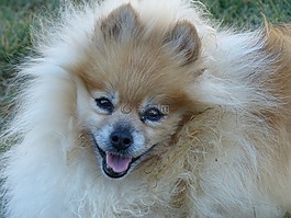 博美犬,金发女郎,姜色
