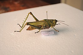 蝗虫,昆虫,昆虫学