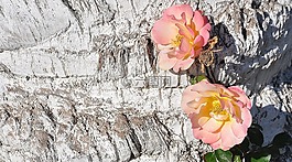玫瑰,花,自然