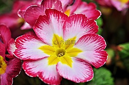 報(bào)春花,花,春天的花