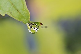藤,滴,雨滴