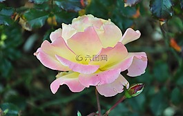 玫瑰,花,自然