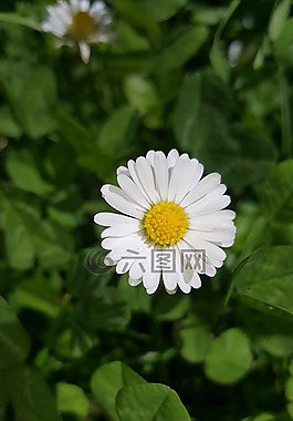 性質(zhì),鮮花,雛菊