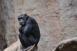 哺乳動物,猴子,動物園