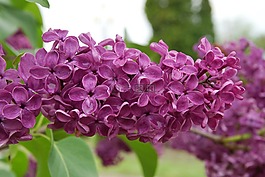 丁香,性質(zhì),鮮花