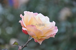 玫瑰,花,自然