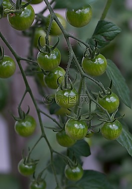 蕃茄,桁架,綠色