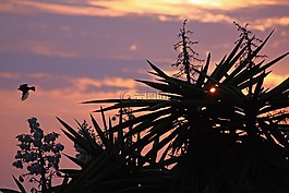 日落,景觀,鳥
