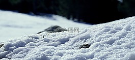 雪,冰,內(nèi)華達州