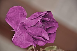 玫瑰,花,自然