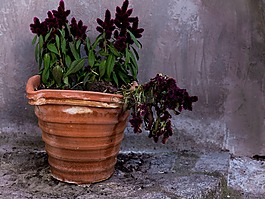 花盆,植物,鮮花