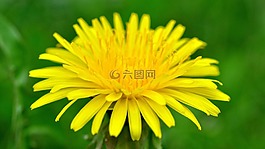 蒲公英,廠,花
