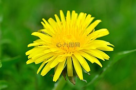 蒲公英,花,指出花