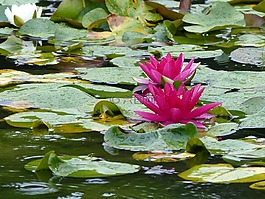 睡蓮,池塘,水生植物