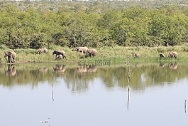 大象,南非,野生動物園