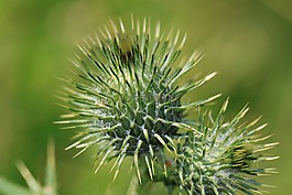 薊,廠,刺