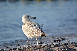 鳥,動物世界,性質