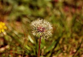 花,種子,自然