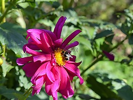 夏季,花園,花