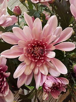 花,植物區(qū)系,自然