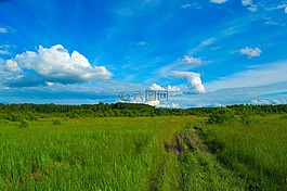 字段,草甸,綠色