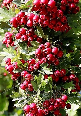 性質(zhì),廠,鳥兒床