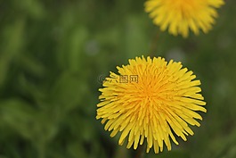 蒲公英,開花,黃色