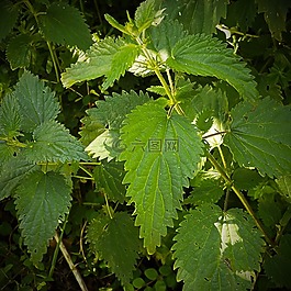 荨麻,性质,在免费