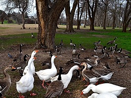 鵝,公園,鳥