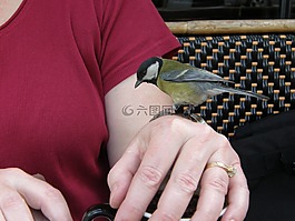 鳥,自然,動物