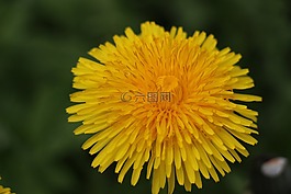 蒲公英,開花,黃色