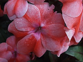花,花園,粉紅色
