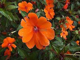 花,花園,粉紅色