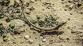 蜥蜴,acanthodactylus schreiberi,爬行动物
