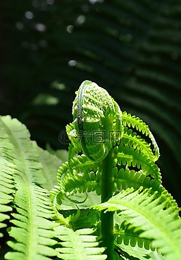 蕨類,葉蕨,綠色