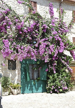 鮮花,夏季,紫色花