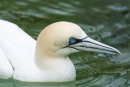 胸部,鳥,關(guān)閉
