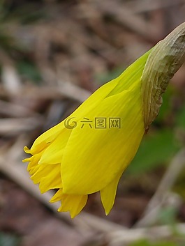 喇叭水仙,花园,黄色