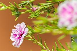鲜花,明天,黎明