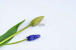 鮮花,郁金香,關(guān)閉