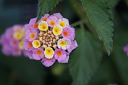 花,美麗,多彩