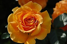 玫瑰,夏季,開花