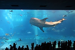 鯨魚,海,水族館