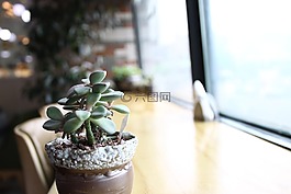 肉质 在这,绿色,草