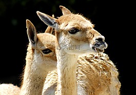 喇嘛,動(dòng)物園,動(dòng)物世界