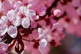 花,多彩,春