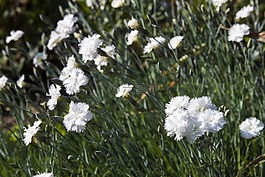 粉色,鮮花,花園